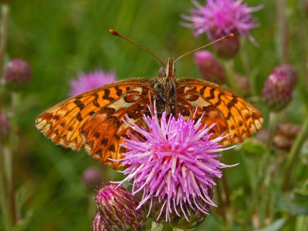 Boloria (Clossiana) titania?